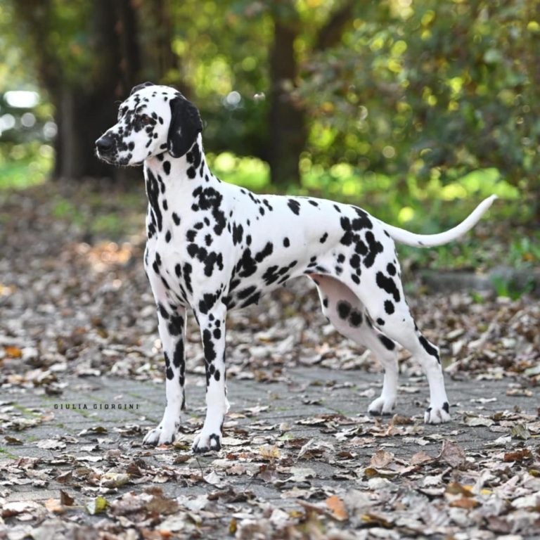 Un cane Dalmata in un parco, circondato da foglie secche.