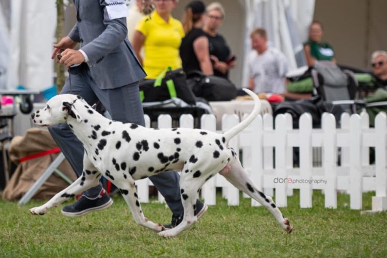 Un dalmata bianco con macchie nere che corre accanto a un uomo in giacca.